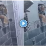 Tiger Viral Video
