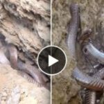 Cobra Viral Video