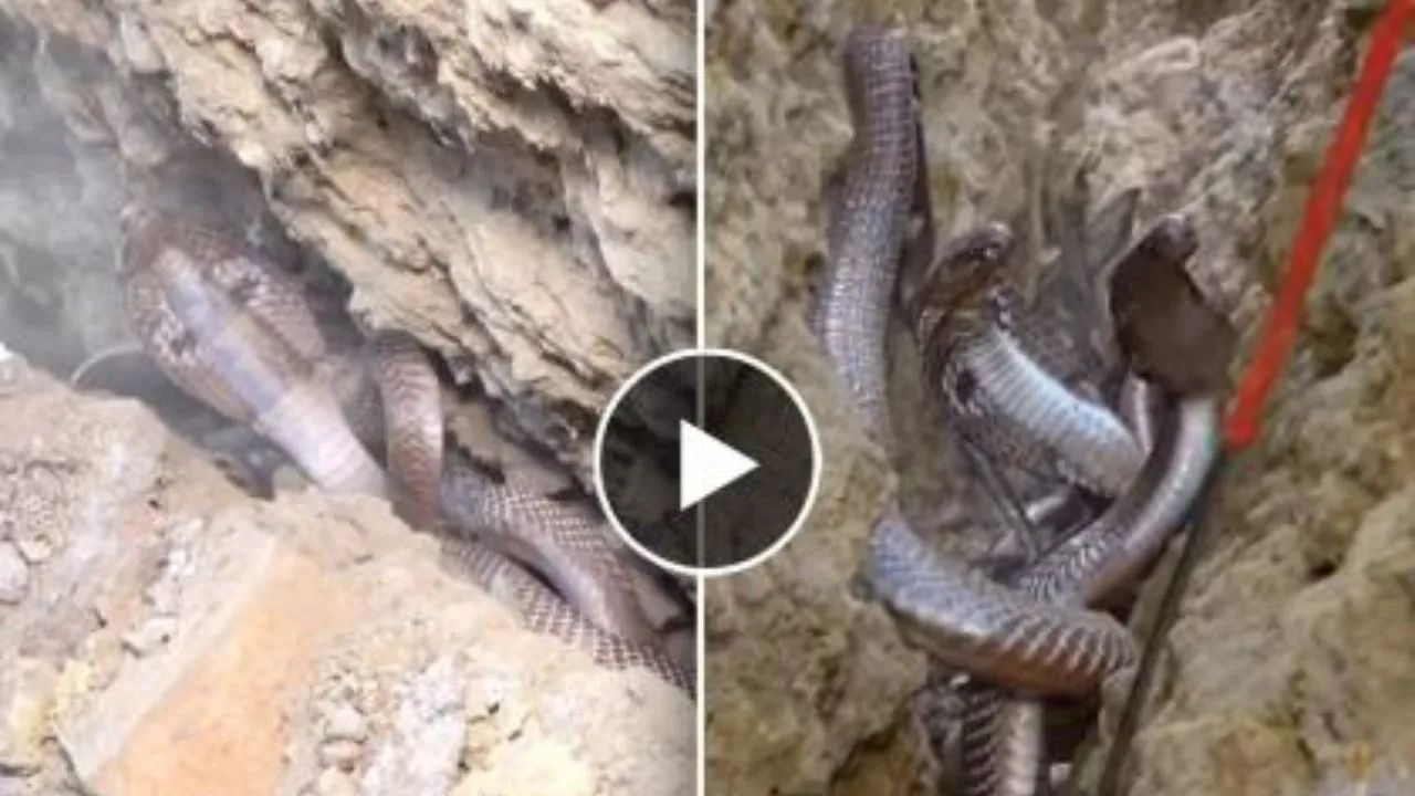 Cobra Viral Video