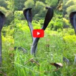 Snake Viral Video 2025