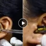 Snake Viral Videos