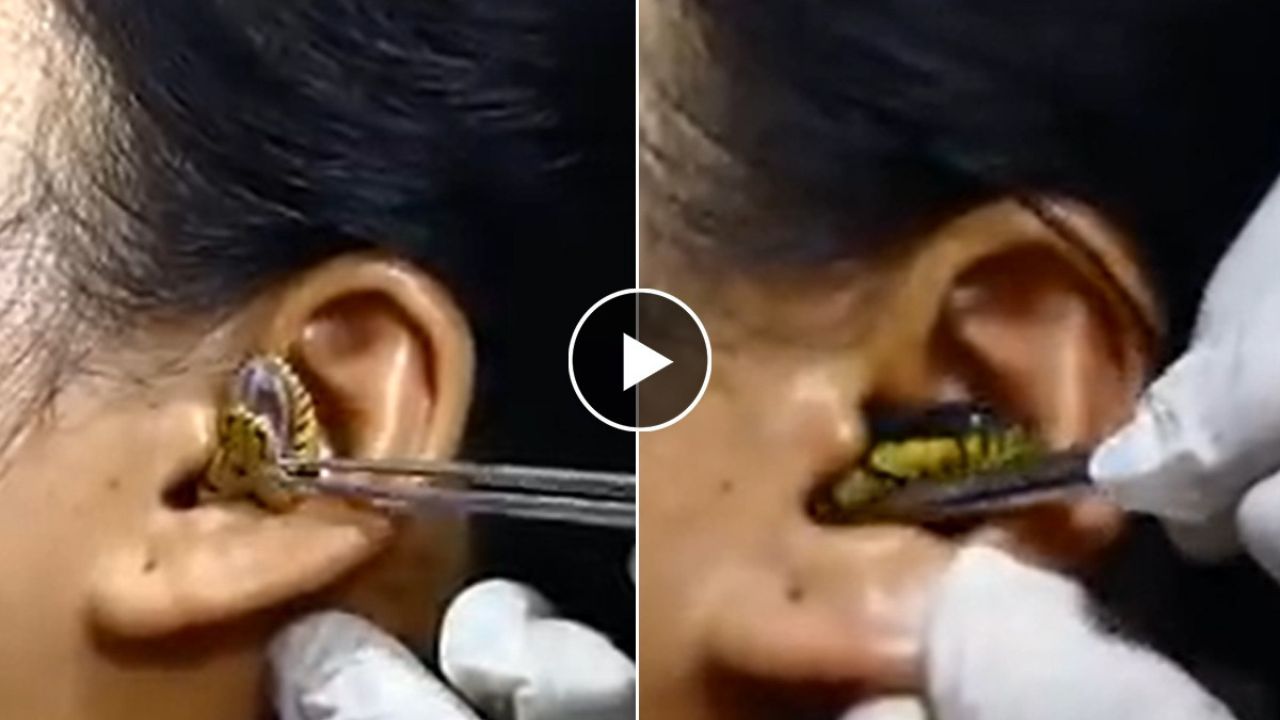 Snake Viral Videos