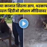 Snake Chair Viral Video